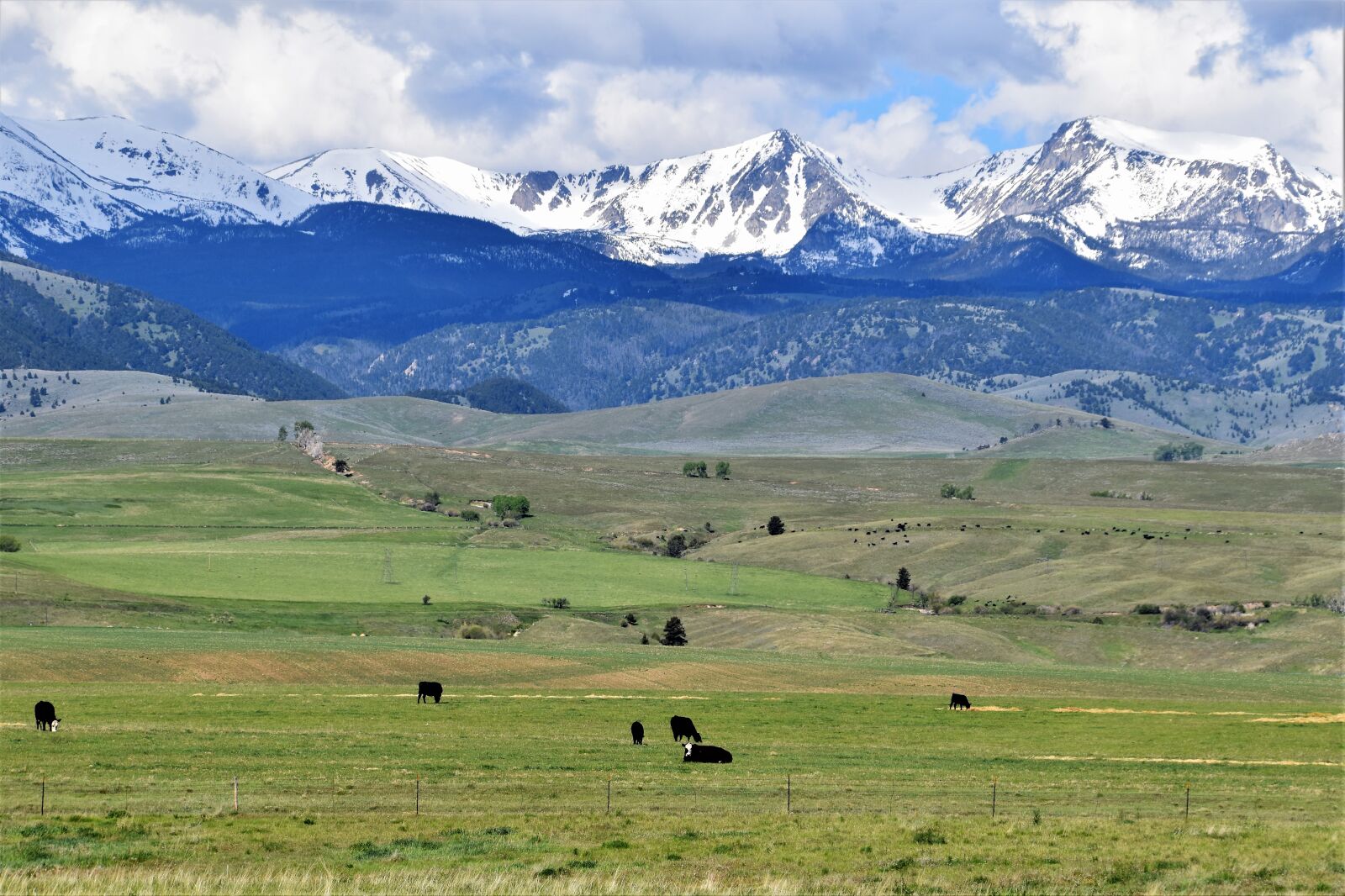 Nikon D5500 sample photo. Angus, cows, montana, mountains photography