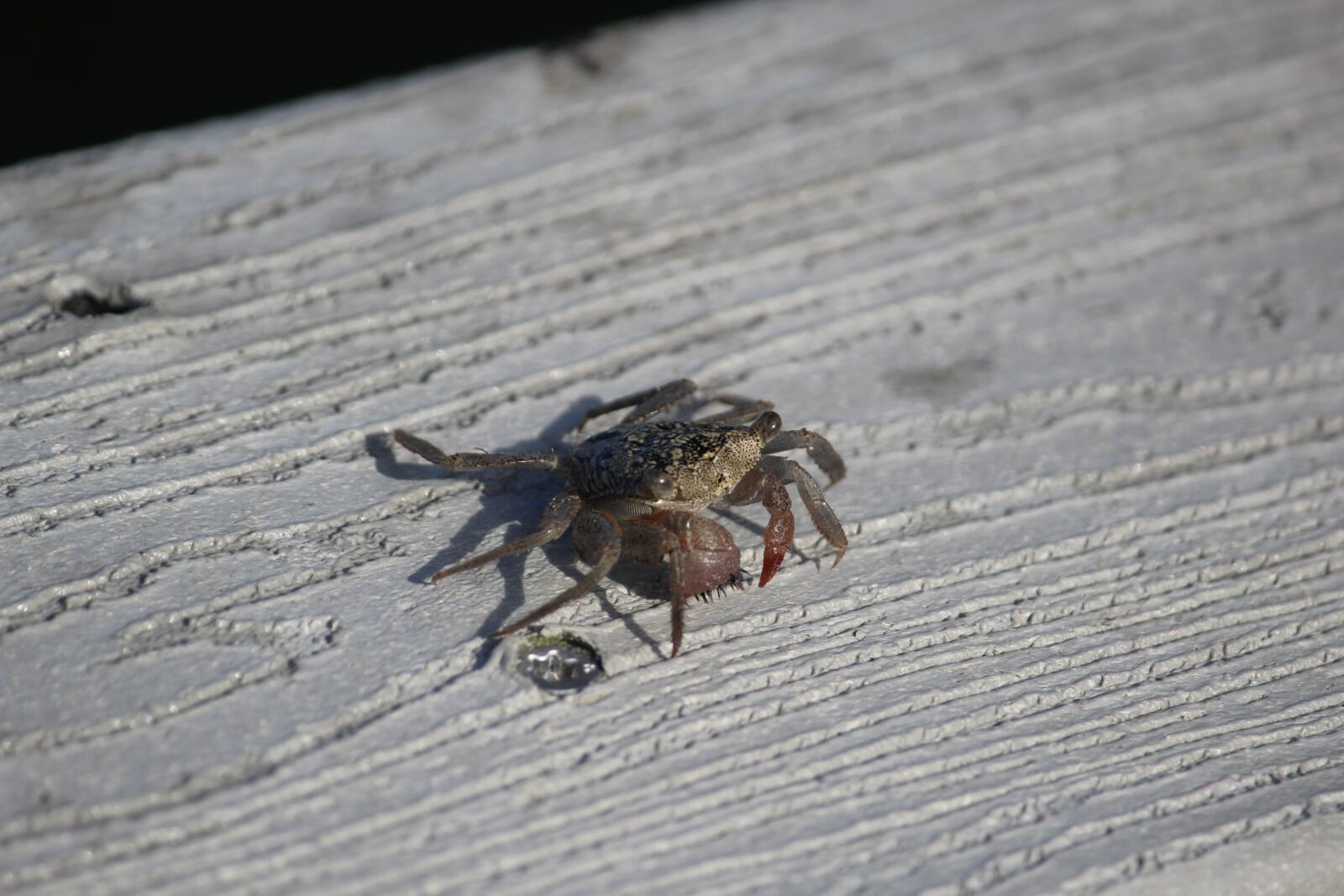 Canon EOS 1200D (EOS Rebel T5 / EOS Kiss X70 / EOS Hi) sample photo. Crab, wood, dock photography