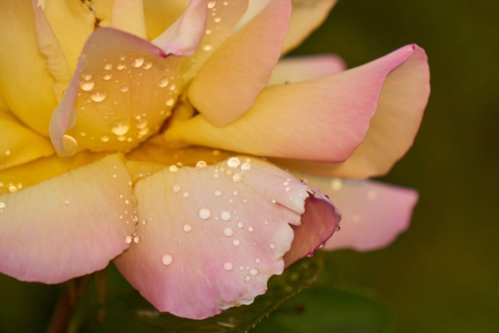 Sony E 55-210mm F4.5-6.3 OSS sample photo. Rose, blossom, bloom photography