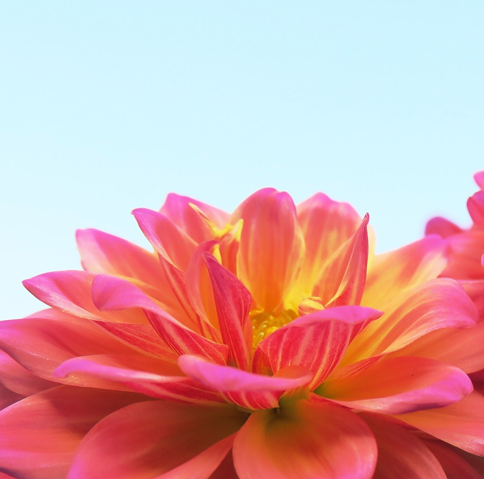 Canon PowerShot G3 X sample photo. Flower, nature, summer photography