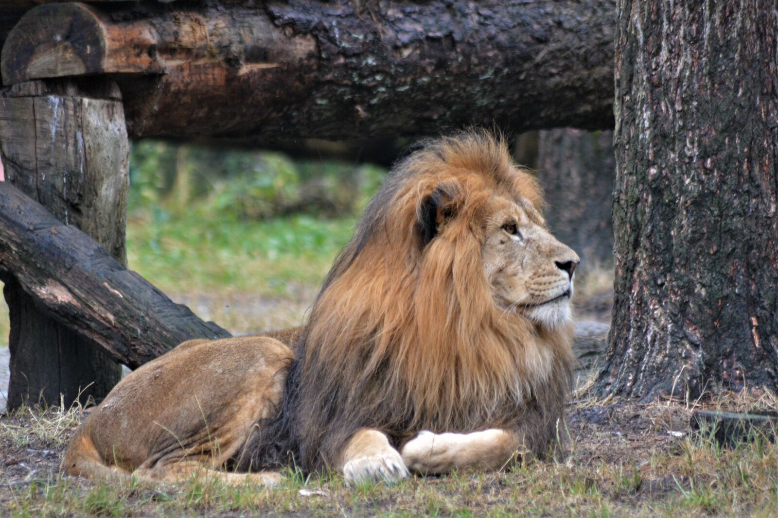Nikon D5200 sample photo. Lion, mane, predator photography