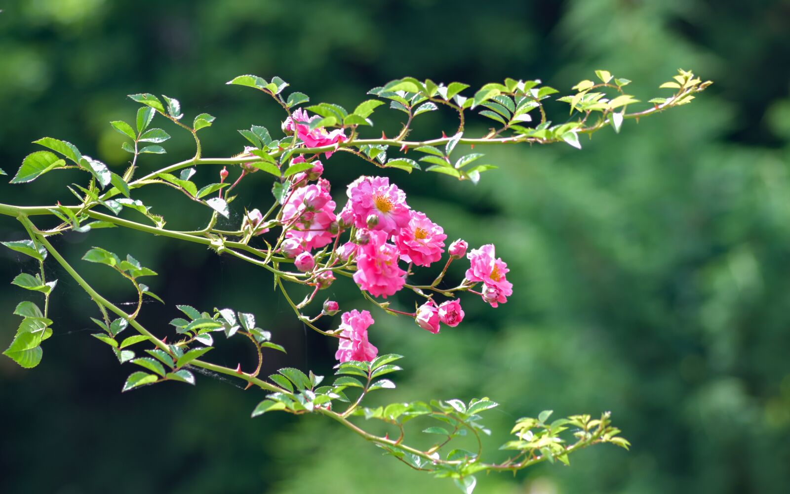 Nikon D500 sample photo. Rosebush, pink, flower photography