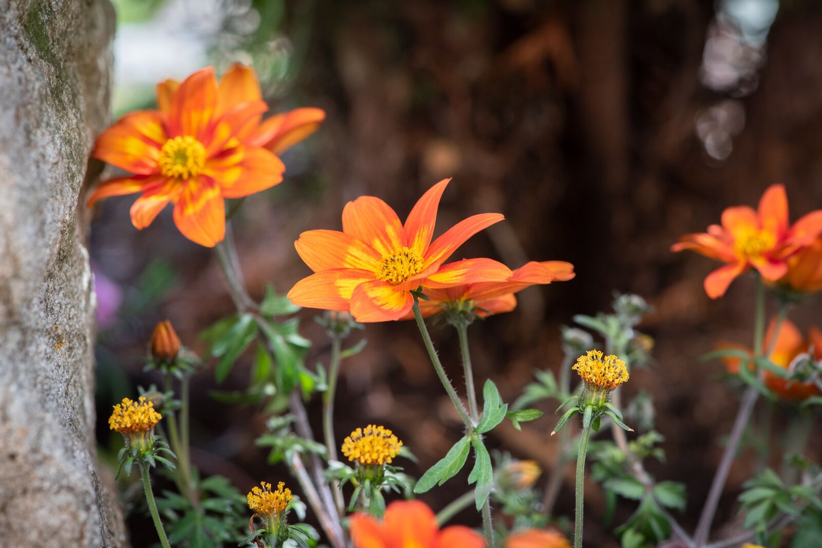 Nikon D750 sample photo. Flowers, orange, plant photography