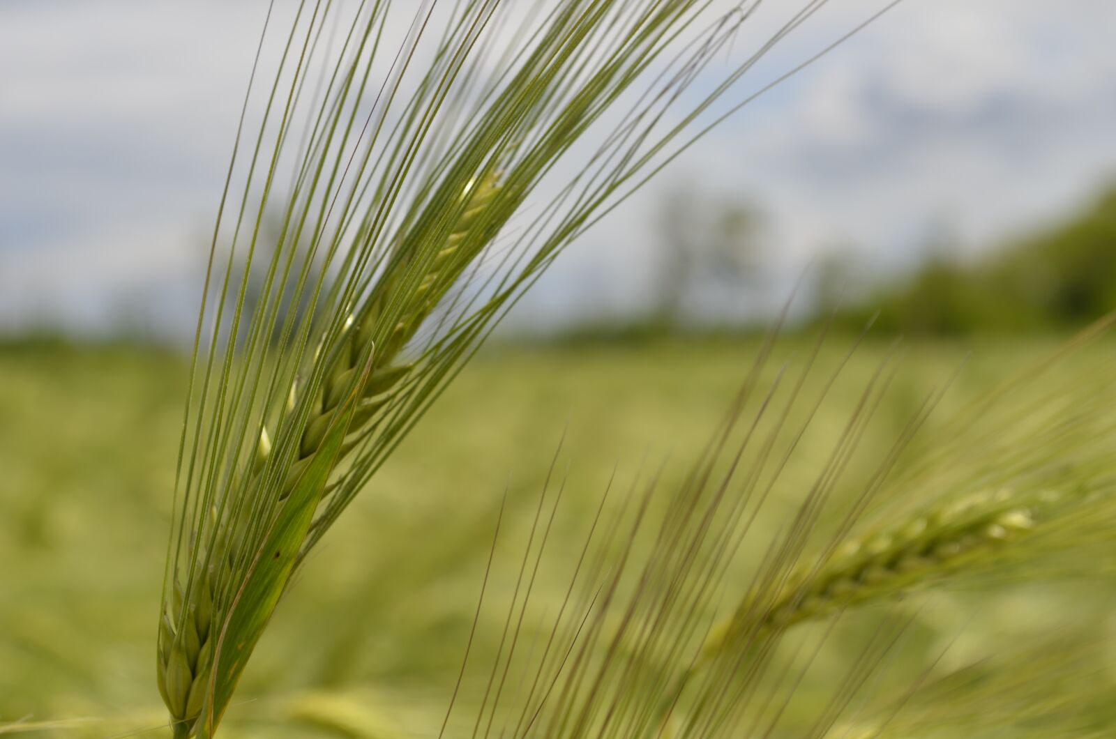 Nikon D5100 sample photo. Kolos, barley, spikes photography
