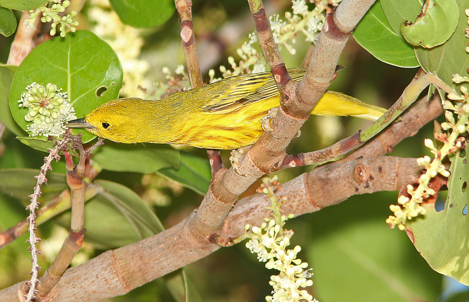 Canon EF 300mm F4L IS USM sample photo