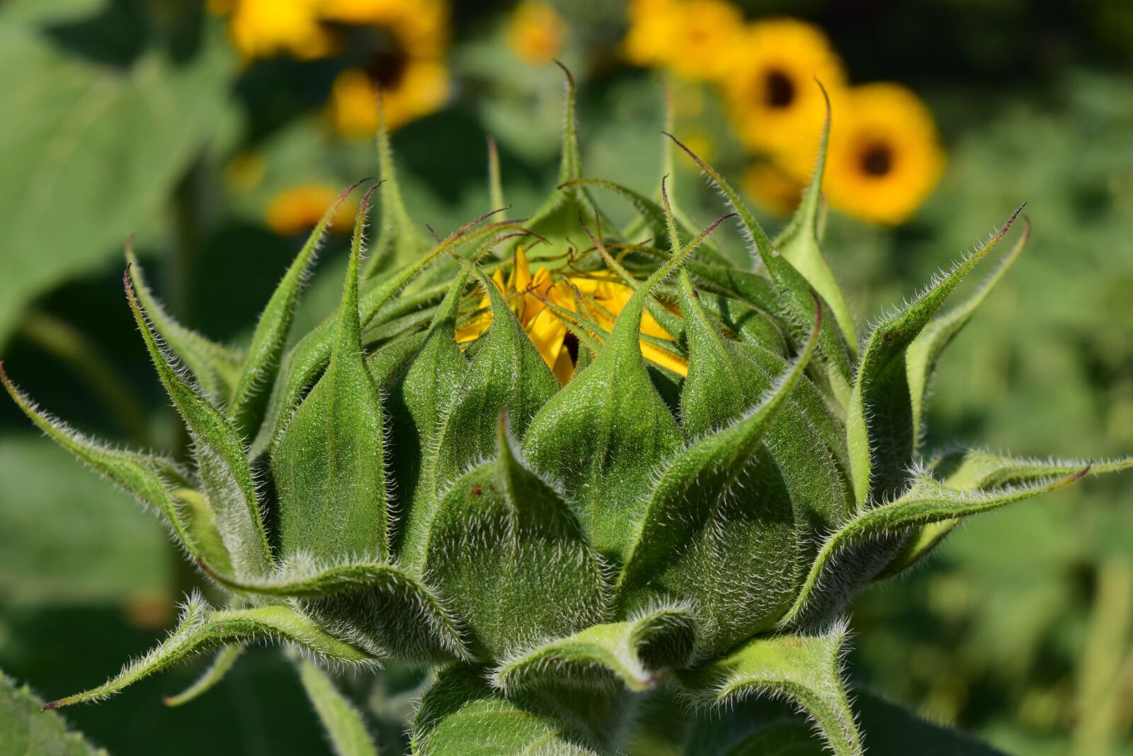 Nikon D3300 sample photo. Sunflower, bud, sunflower bud photography