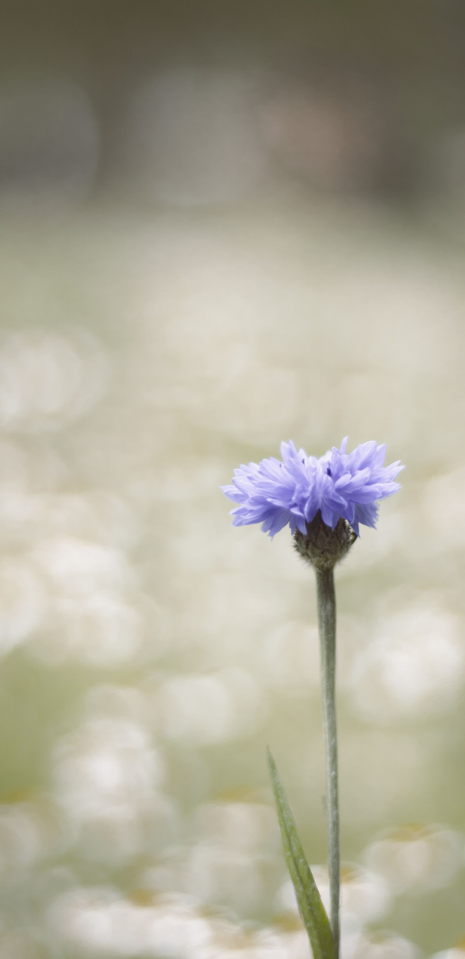 Canon EOS 750D (EOS Rebel T6i / EOS Kiss X8i) sample photo. Flower, purple, nature photography