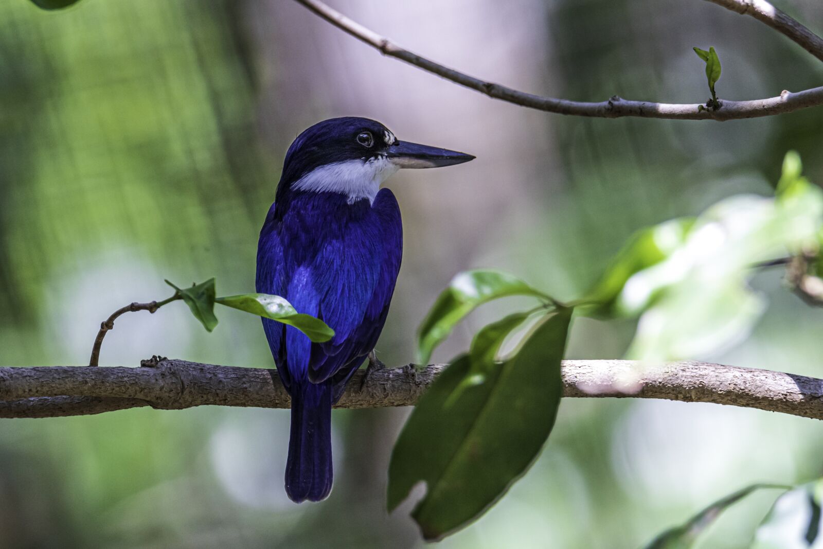 Canon EOS 80D sample photo. Blue kingfisher, birds, kingfishers photography