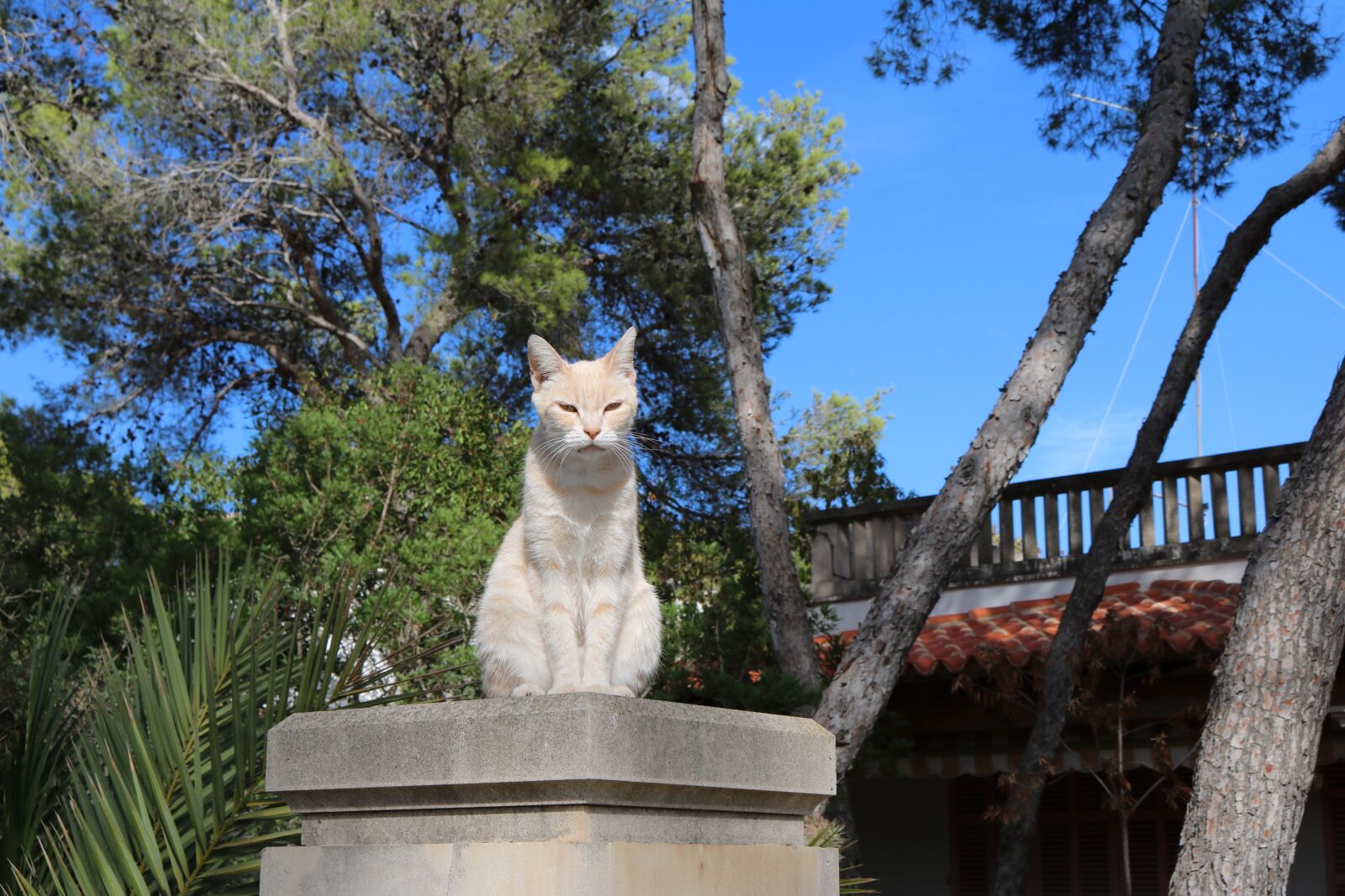 Canon EOS 750D (EOS Rebel T6i / EOS Kiss X8i) sample photo. Mallorca, cat, domestic cat photography