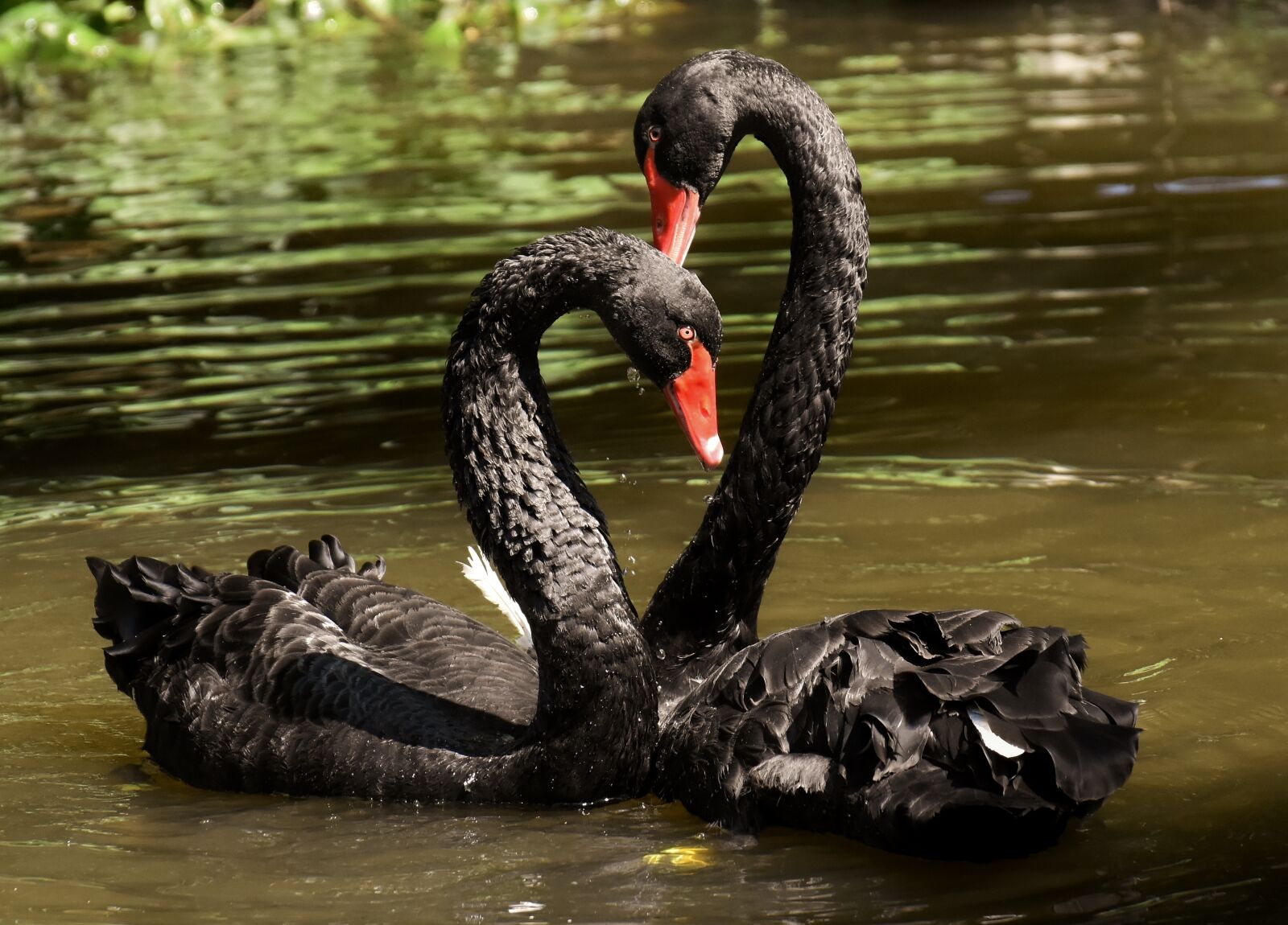 Nikon D7200 sample photo. Swan, black, pair photography