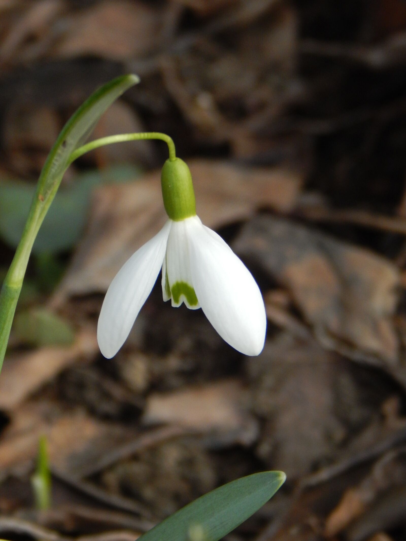 Nikon Coolpix L830 sample photo. Snowdrop, spring, signs of photography