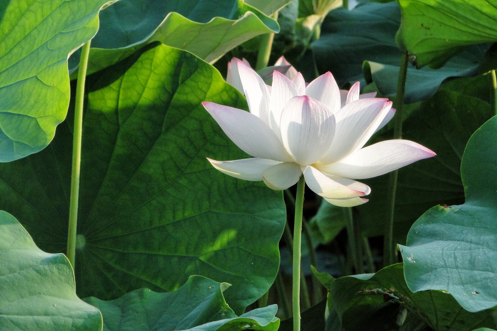 Sony Cyber-shot DSC-HX1 sample photo. Flower, lotus, summer photography