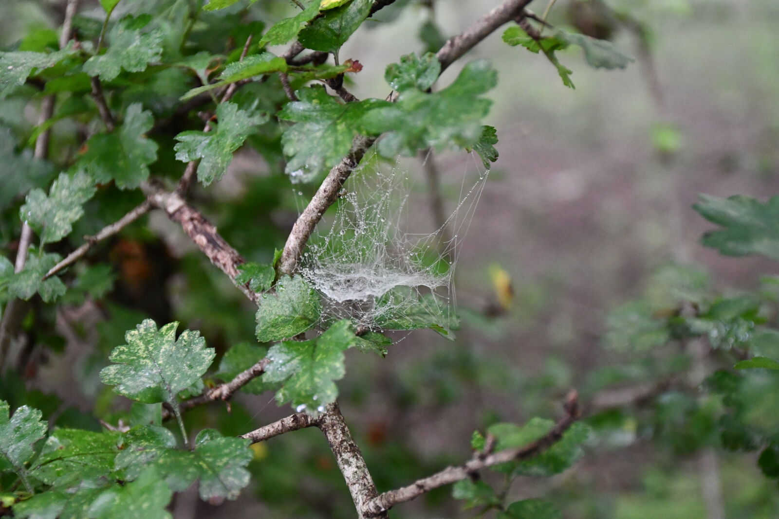 Nikon D7500 sample photo