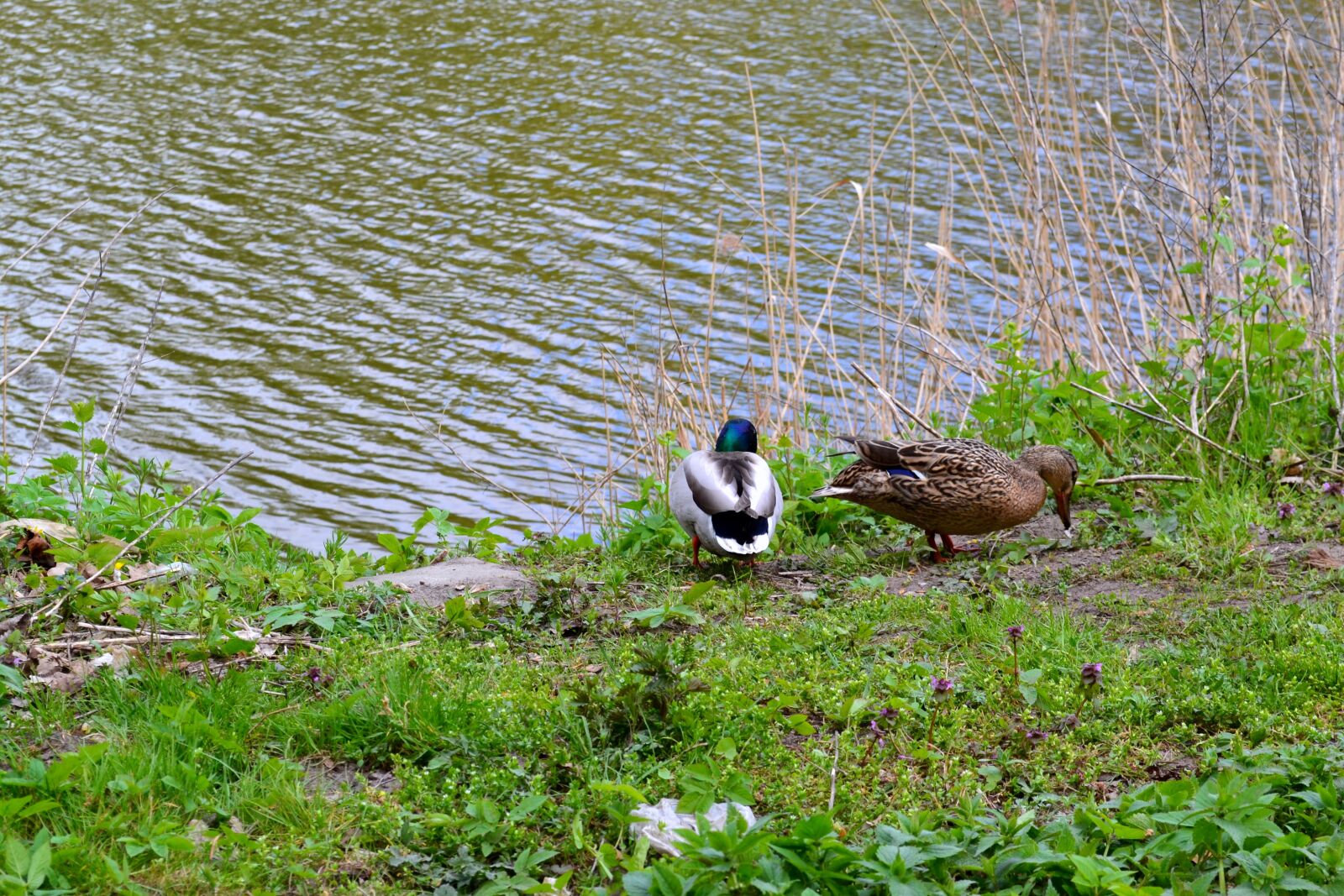 Nikon D3100 sample photo. Ducks, birds, nature photography