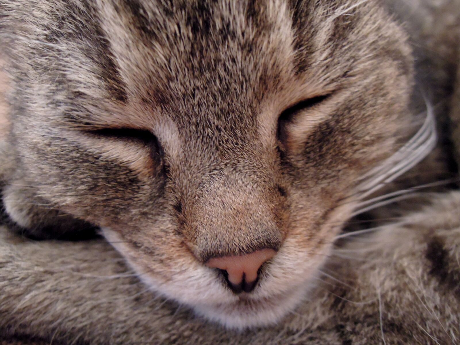 Nikon Coolpix P300 sample photo. Cat, kitten, cat head photography