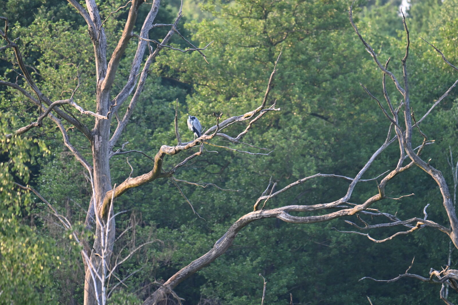 Nikon Z30 sample photo