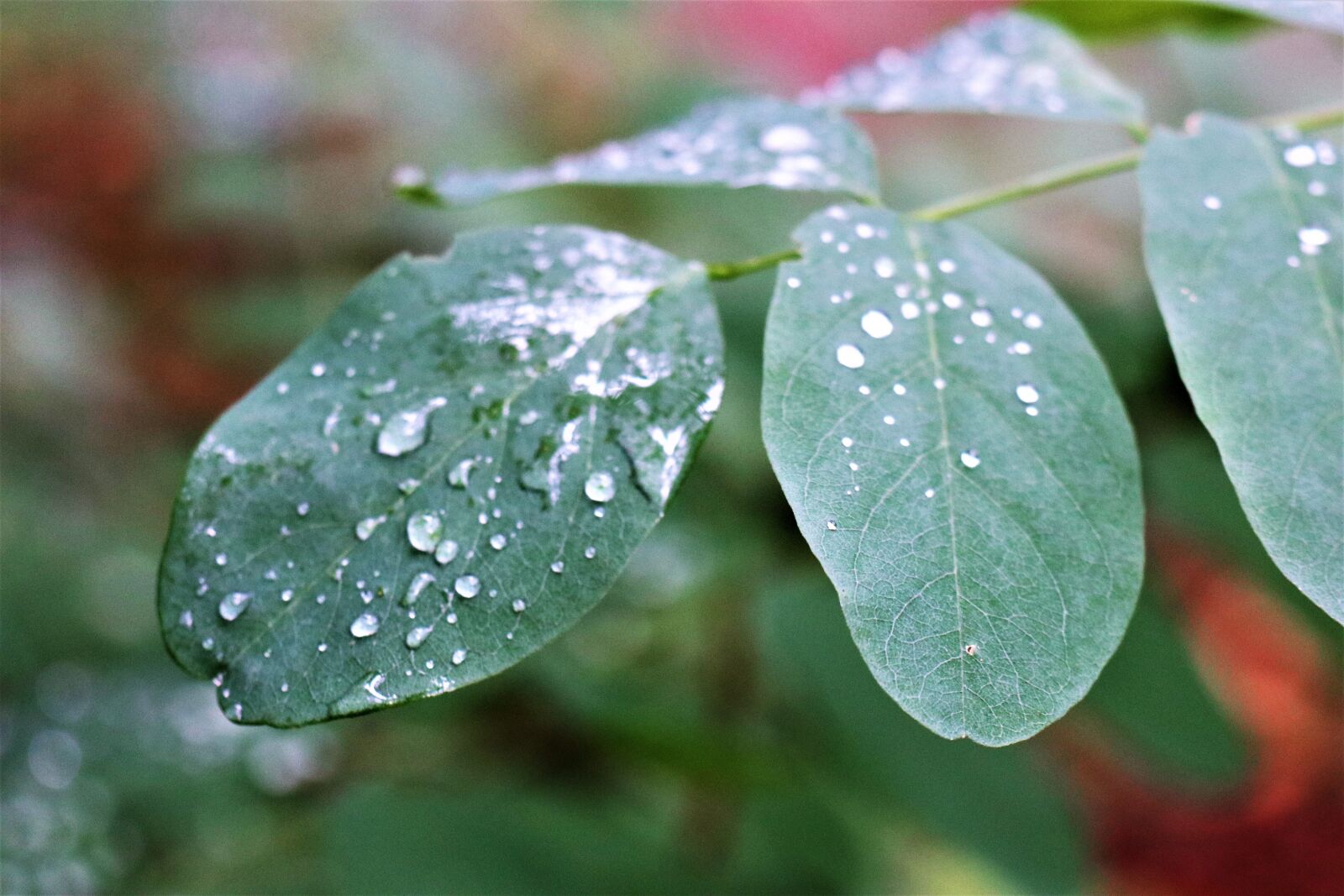 Canon EF-M 18-150mm F3.5-6.3 IS STM sample photo. Rain drops, drops, foliage photography