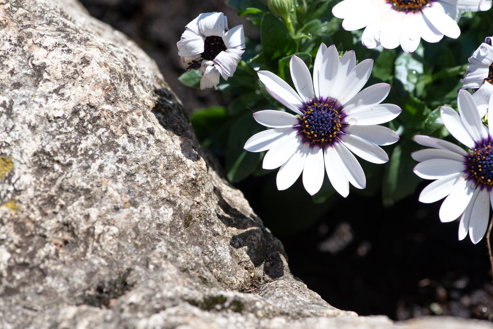 Nikon D750 sample photo. Flowers, stone, white photography
