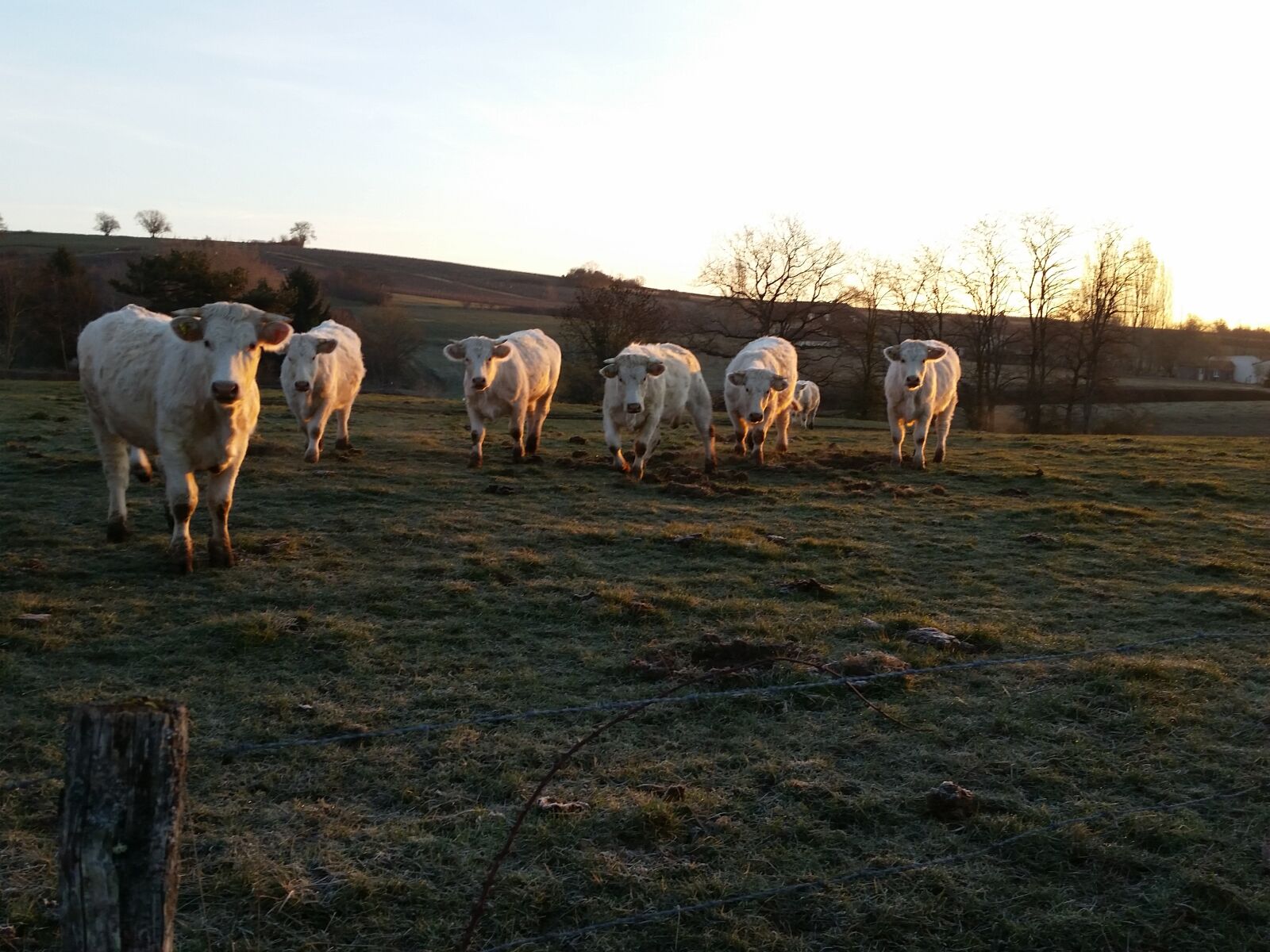 Samsung Galaxy S5 sample photo. France, cows, white cows photography