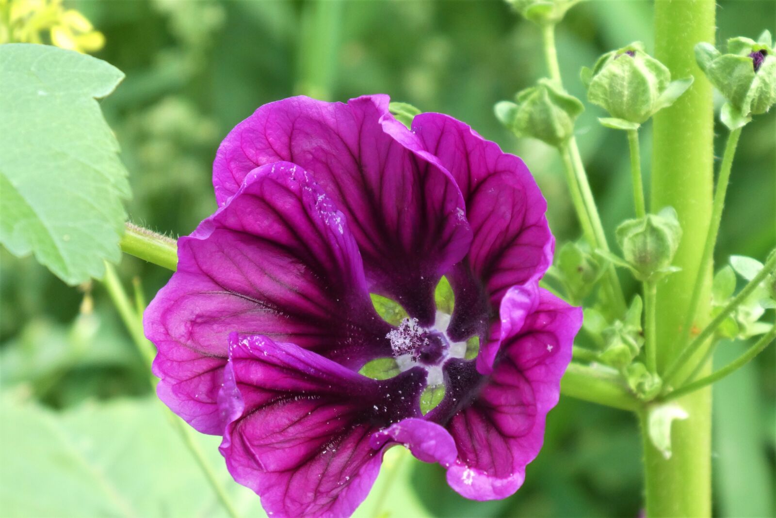 Panasonic Lumix DC-ZS70 (Lumix DC-TZ90) sample photo. A large mallow, malvaceae photography