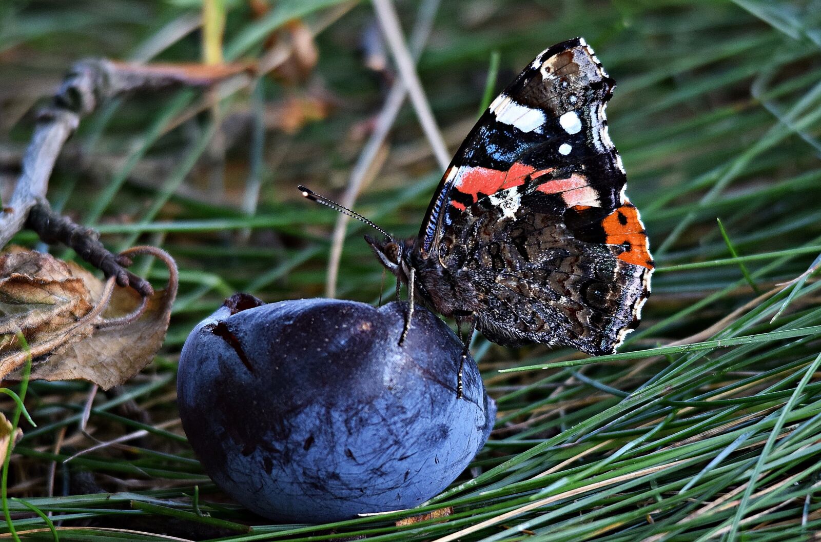 Nikon D5300 sample photo. Butterfly, plum, grass photography