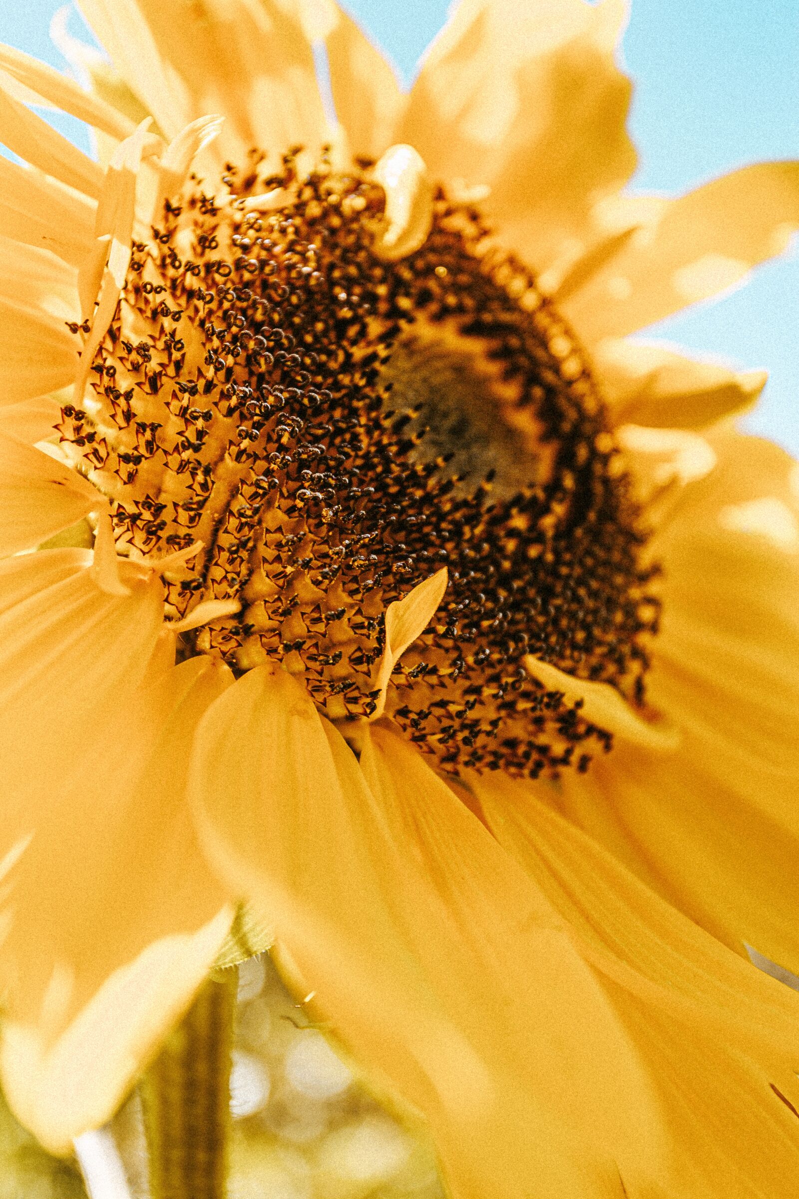 Canon EOS 6D sample photo. Sunflower, plant, petal photography