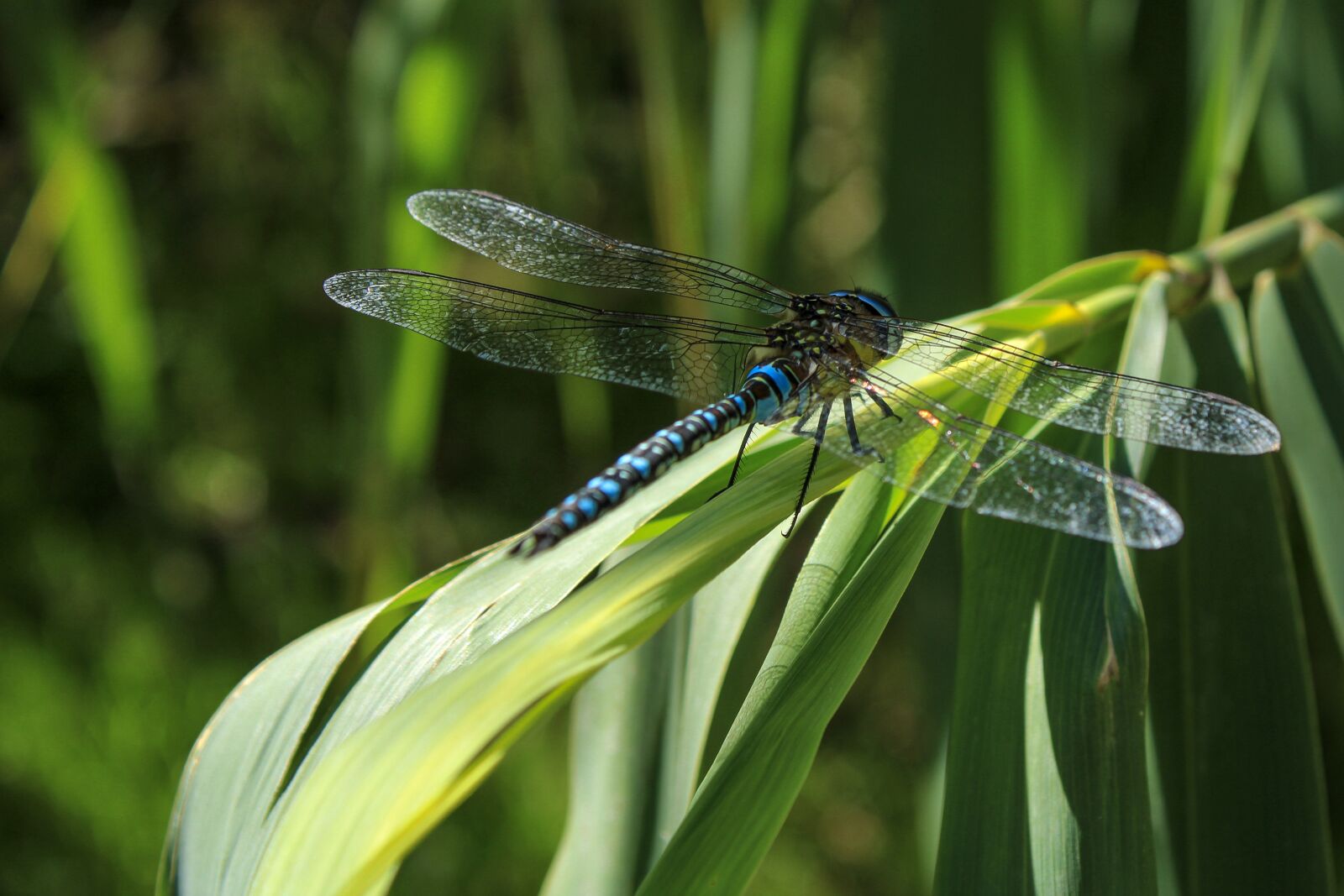 Canon EOS 2000D (EOS Rebel T7 / EOS Kiss X90 / EOS 1500D) sample photo. Dragonfly, wings, insect photography