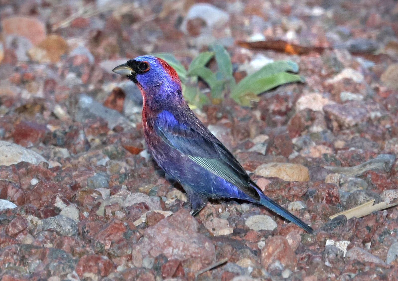 Canon EOS 750D (EOS Rebel T6i / EOS Kiss X8i) sample photo
