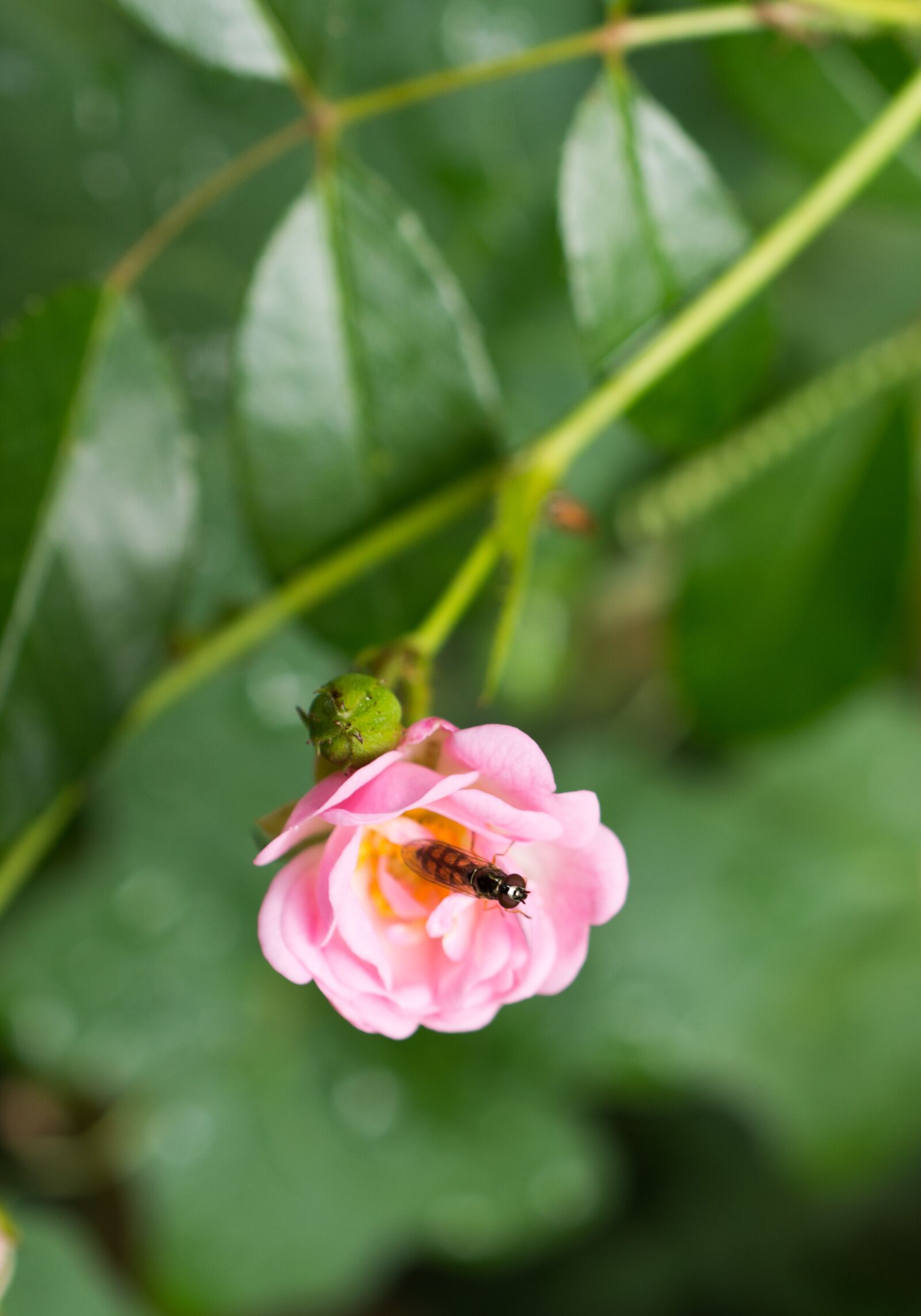 Nikon D7200 sample photo. Rose, hoverfly, insect photography