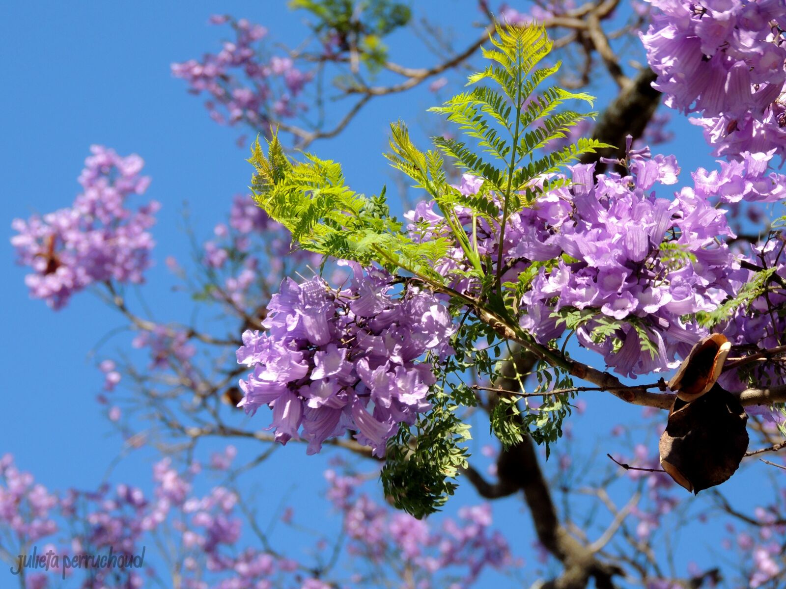 Nikon Coolpix P510 sample photo. Tree, nature, flowers photography