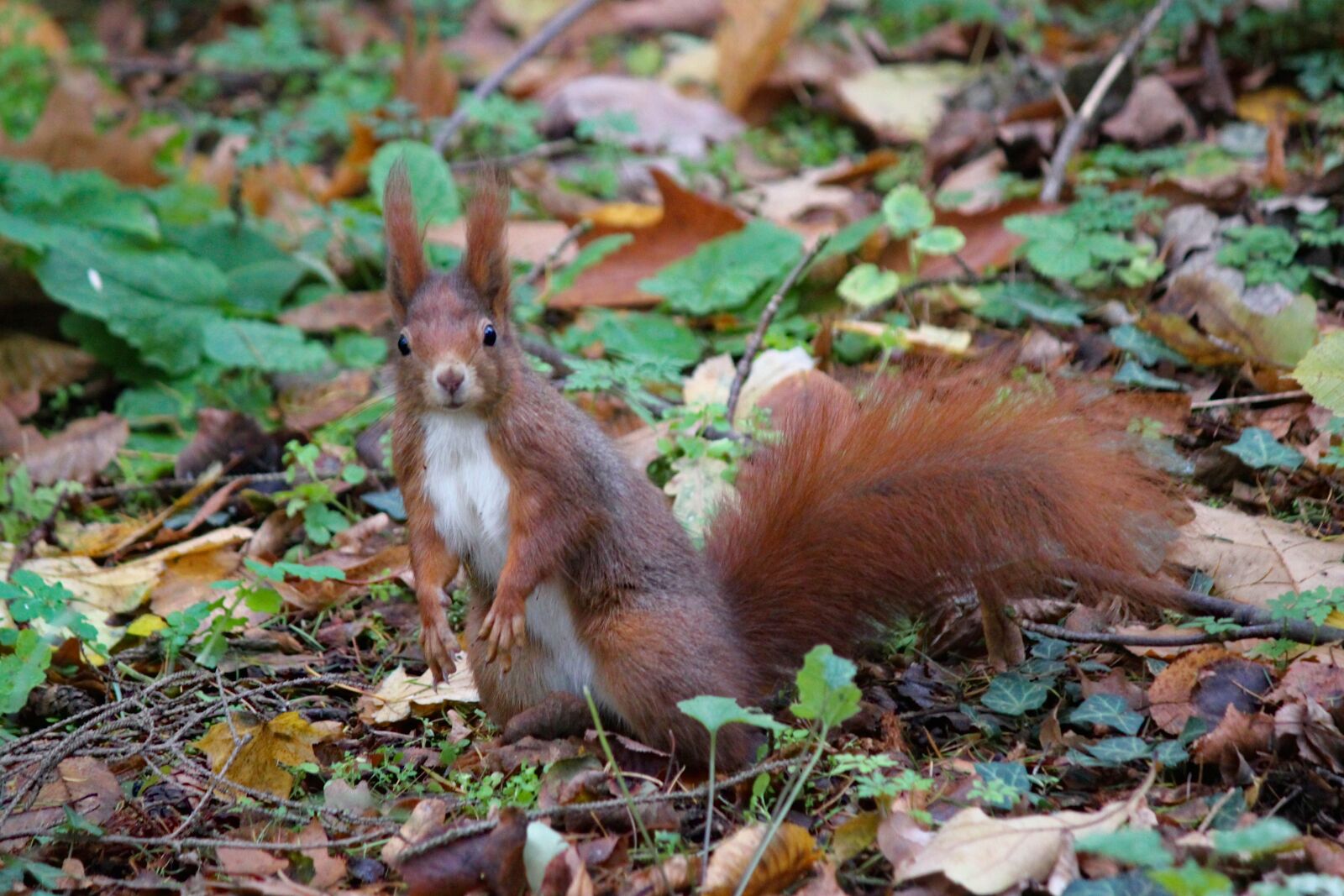 Canon EOS 550D (EOS Rebel T2i / EOS Kiss X4) sample photo. The squirrel, standing, curious photography