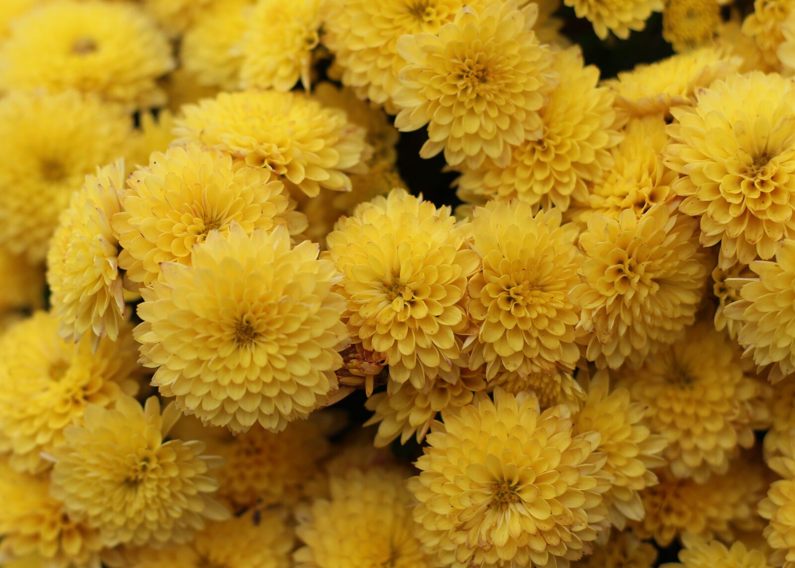 Canon EOS 700D (EOS Rebel T5i / EOS Kiss X7i) sample photo. Chrysanthemum, yellow flowers, nature photography