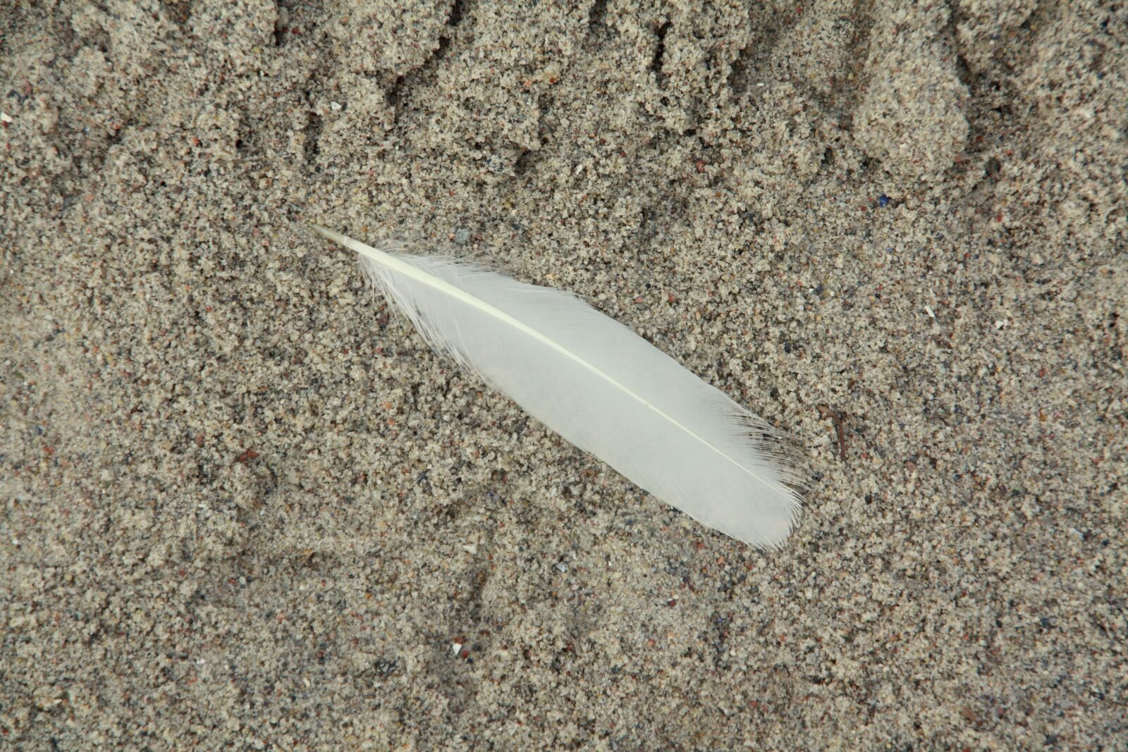 Canon EOS 450D (EOS Rebel XSi / EOS Kiss X2) sample photo. Feather, sand, beach photography