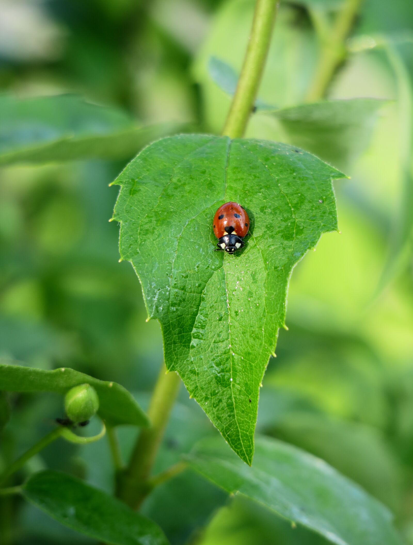 Canon PowerShot G3 X sample photo. Ladybug, leaf, green photography
