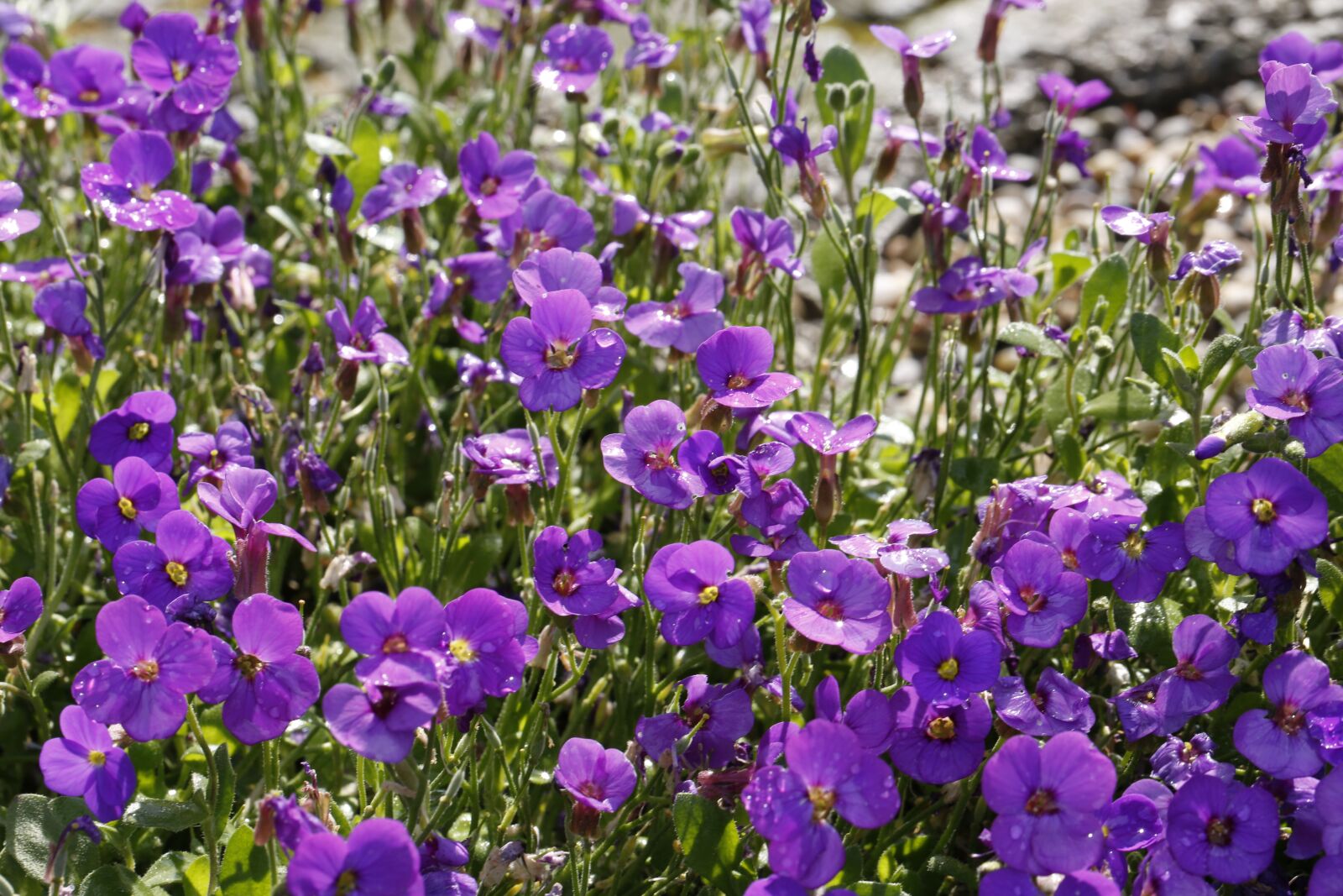 Canon EF 100mm F2.8L Macro IS USM sample photo. Flowers, garden, spring photography