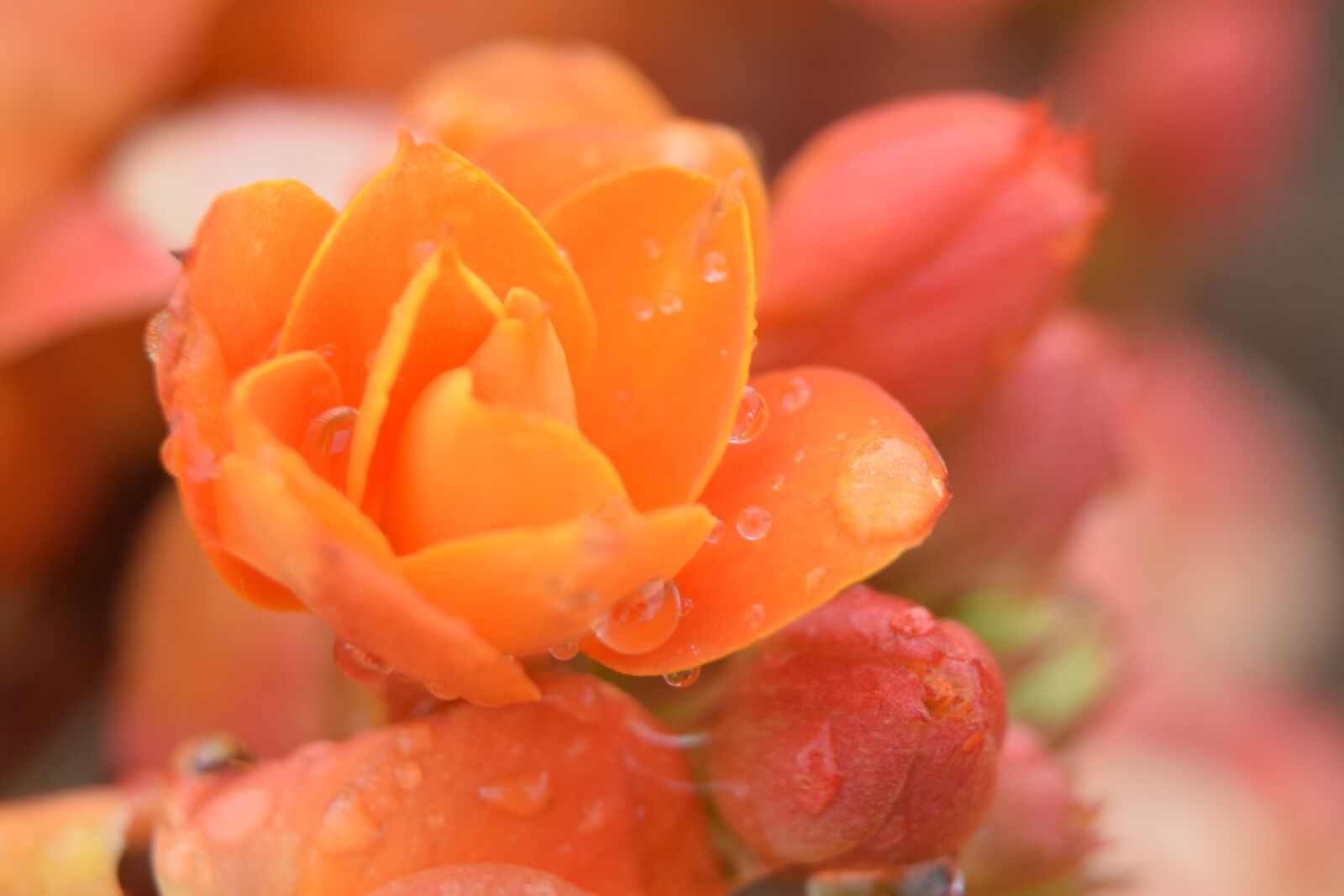 Nikon D5300 sample photo. Flower, spring, colors photography