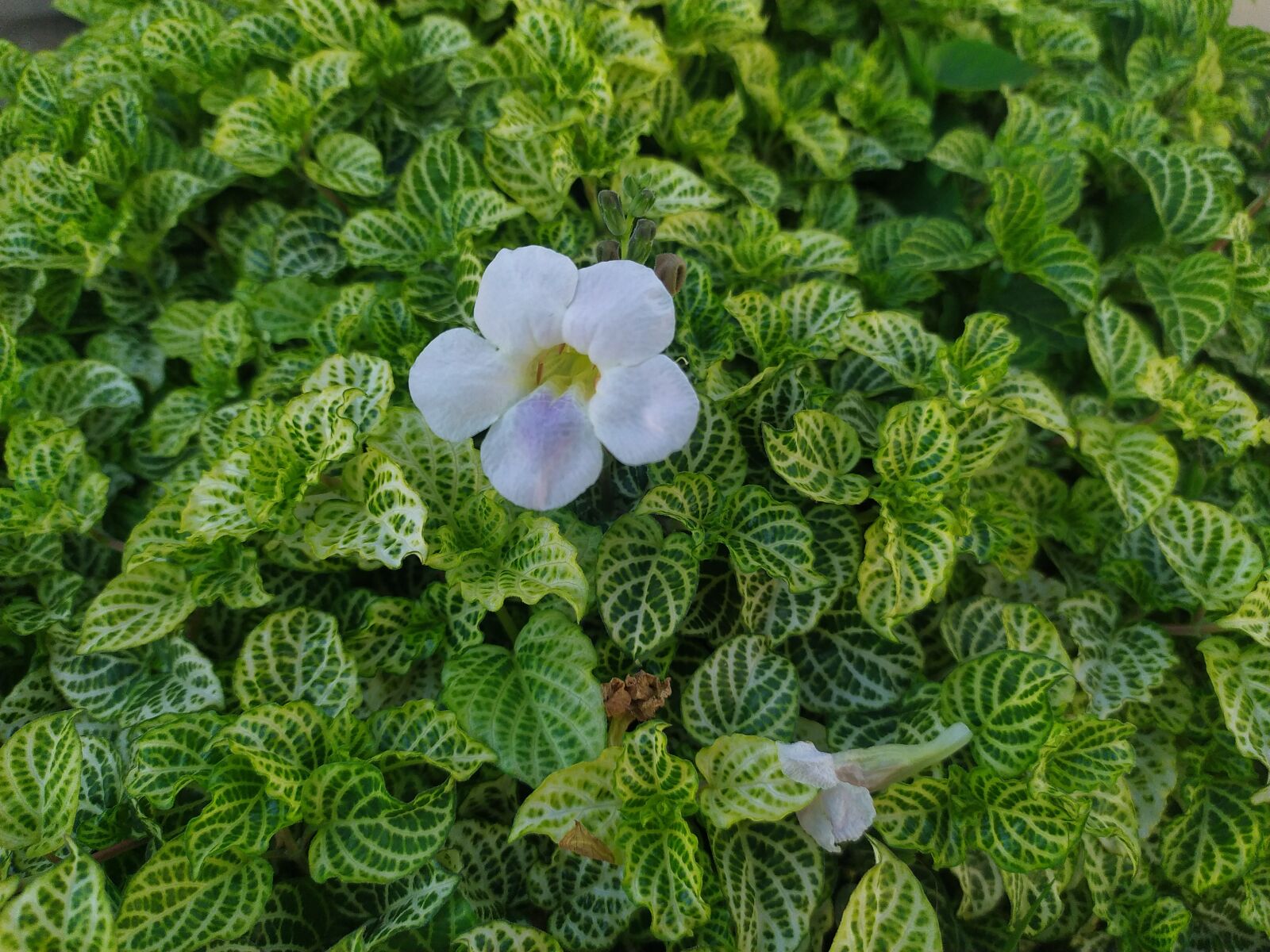 Xiaomi Redmi Note 7 sample photo. Background, beautiful, blooming photography