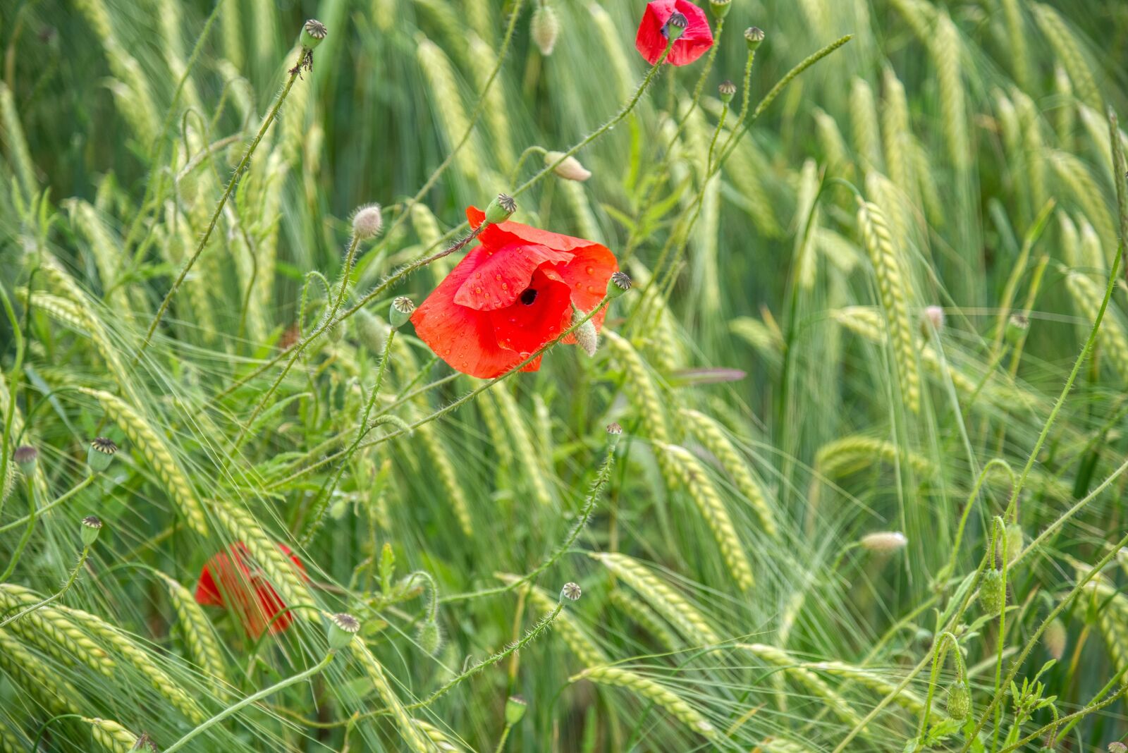 Nikon D750 sample photo. Wheat field, grasses, poppies photography