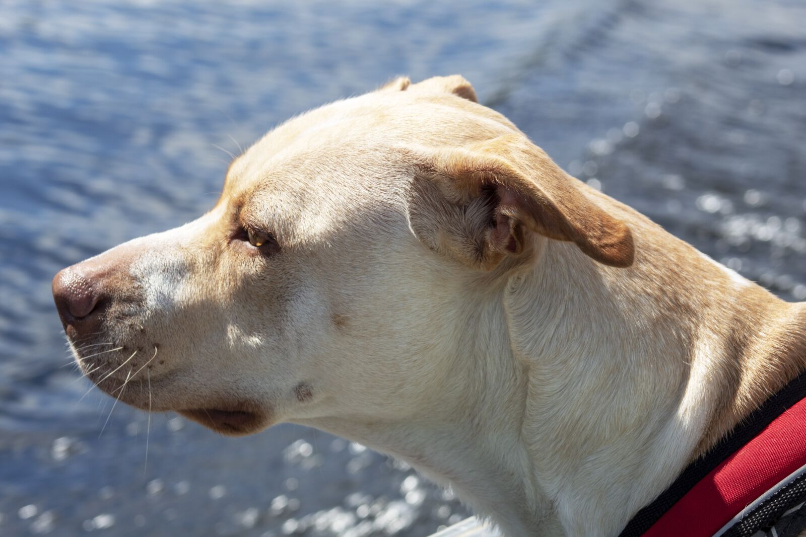 Canon EOS 1300D (EOS Rebel T6 / EOS Kiss X80) sample photo. Pitbull, water, dog photography