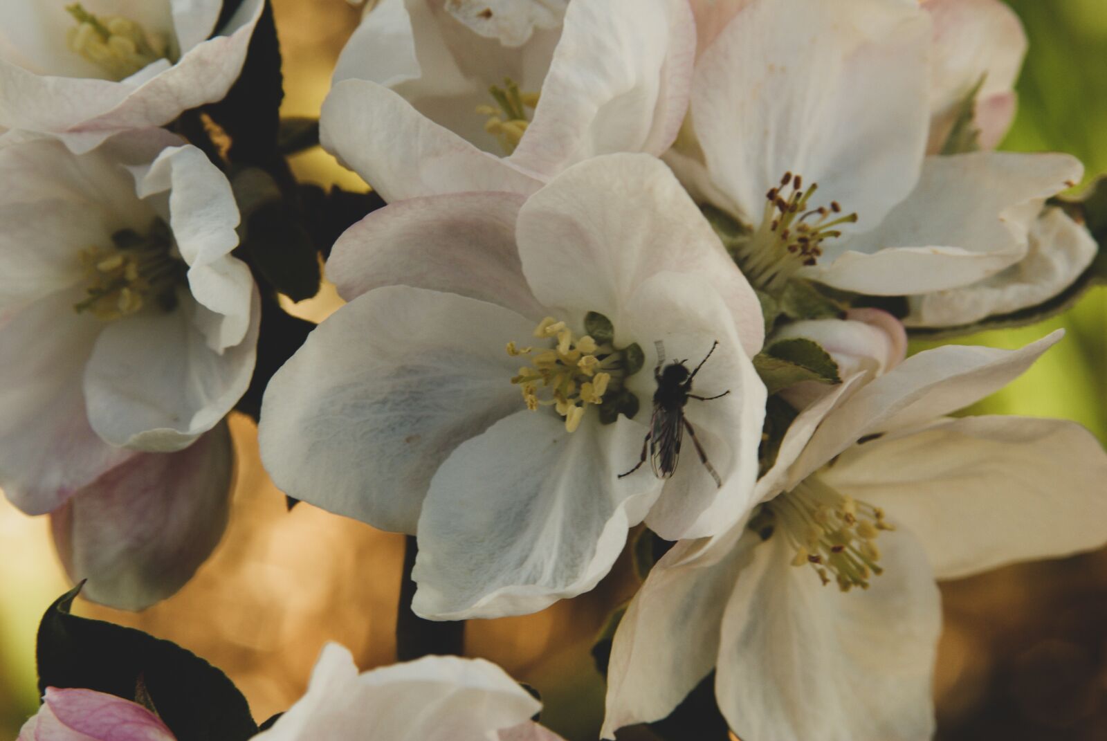 Sony Alpha DSLR-A200 sample photo. Budding, spring, bloom photography