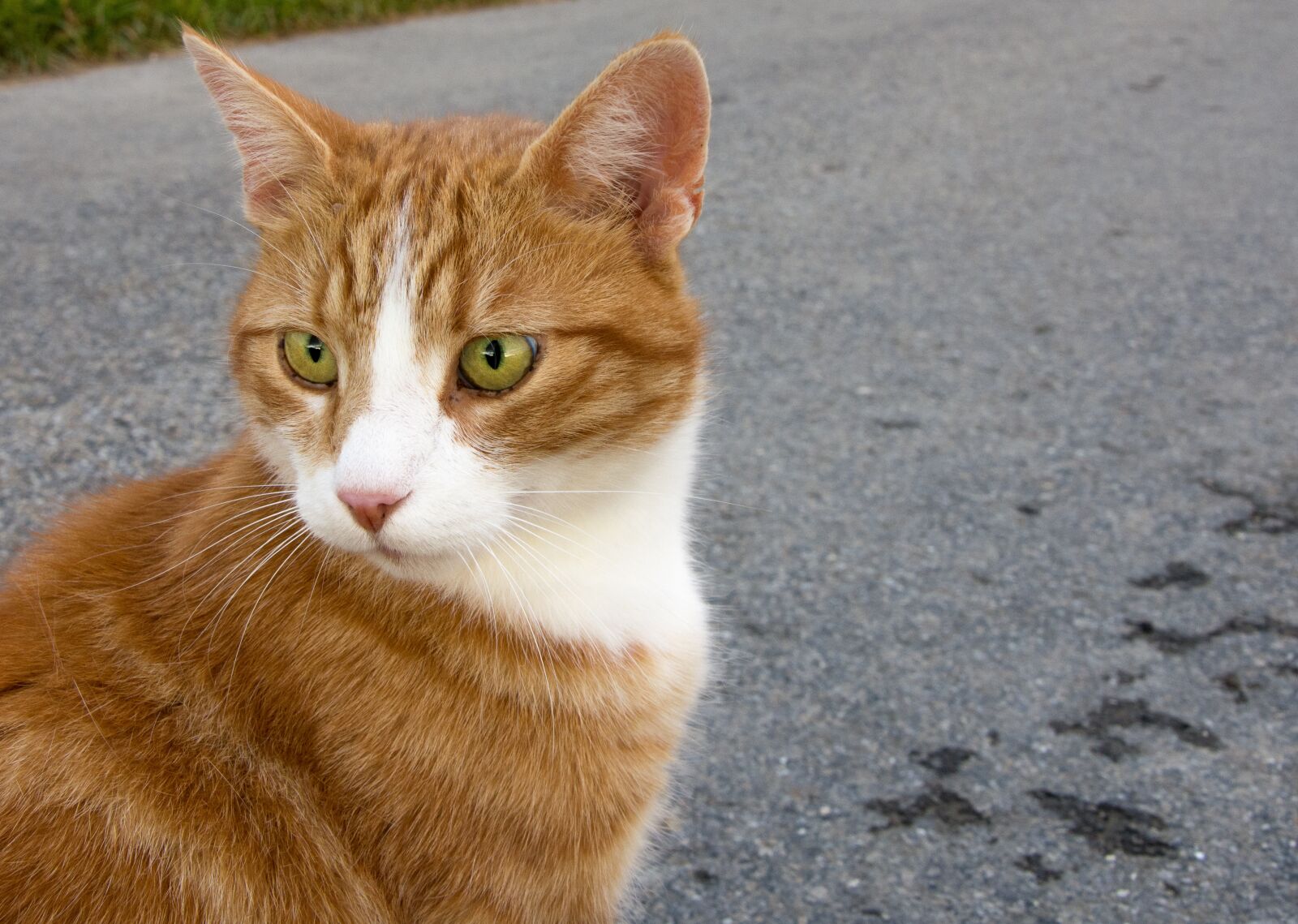 Nikon D7200 sample photo. Animal, cat, eyes photography