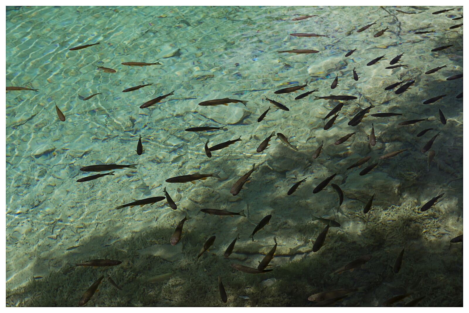 Canon EOS 7D + Canon EF-S 15-85mm F3.5-5.6 IS USM sample photo. Fish, clean water, plitvickie photography