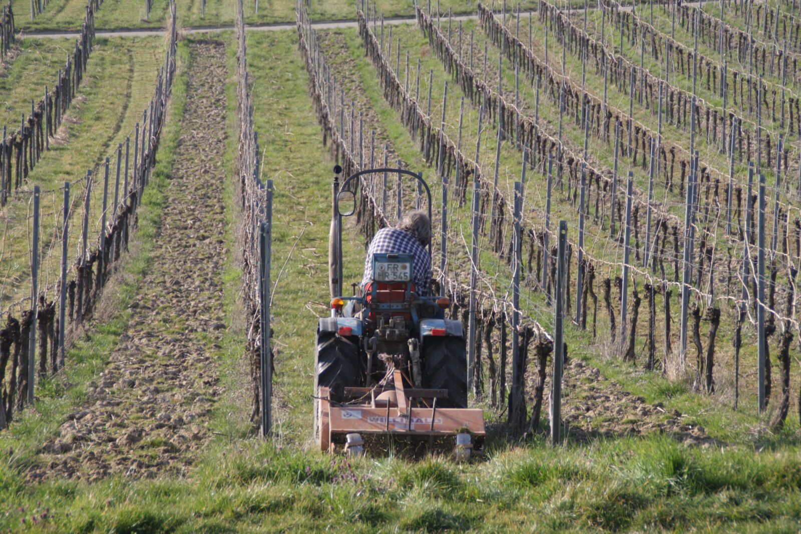 Canon EOS 1000D (EOS Digital Rebel XS / EOS Kiss F) sample photo. Weinberg, pflanze, landschaft photography