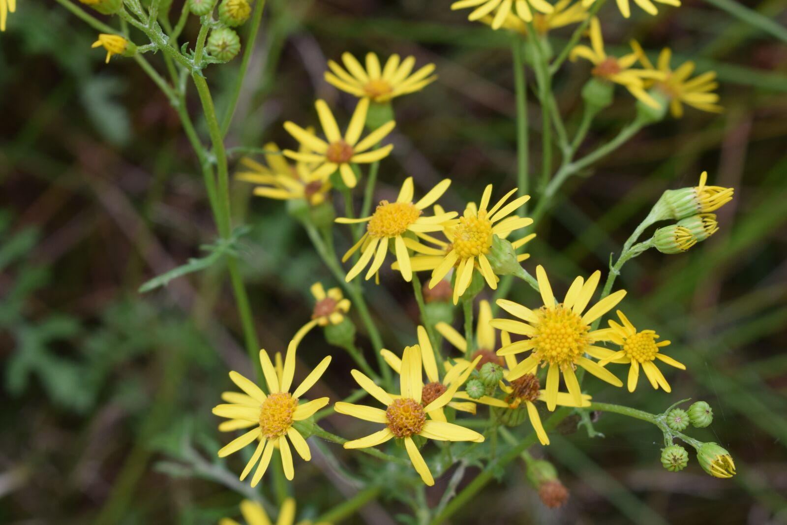 Nikon D3300 sample photo. Yellow, flower, color photography