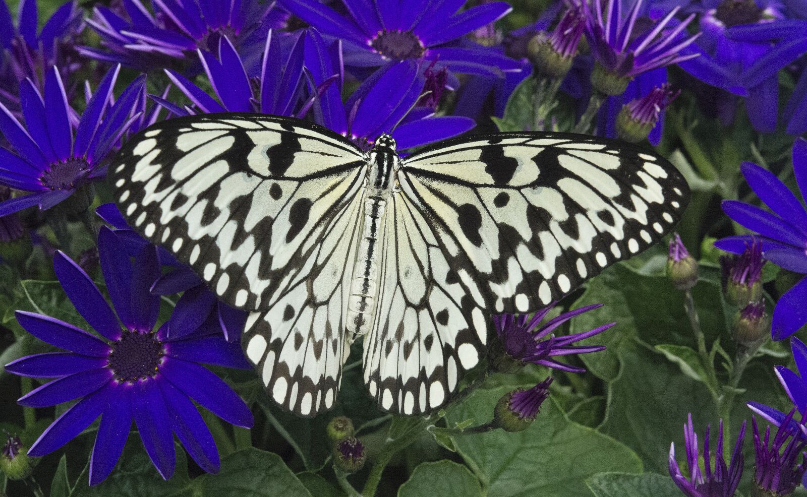 Nikon D800 sample photo. Butterfly, nature, summer photography
