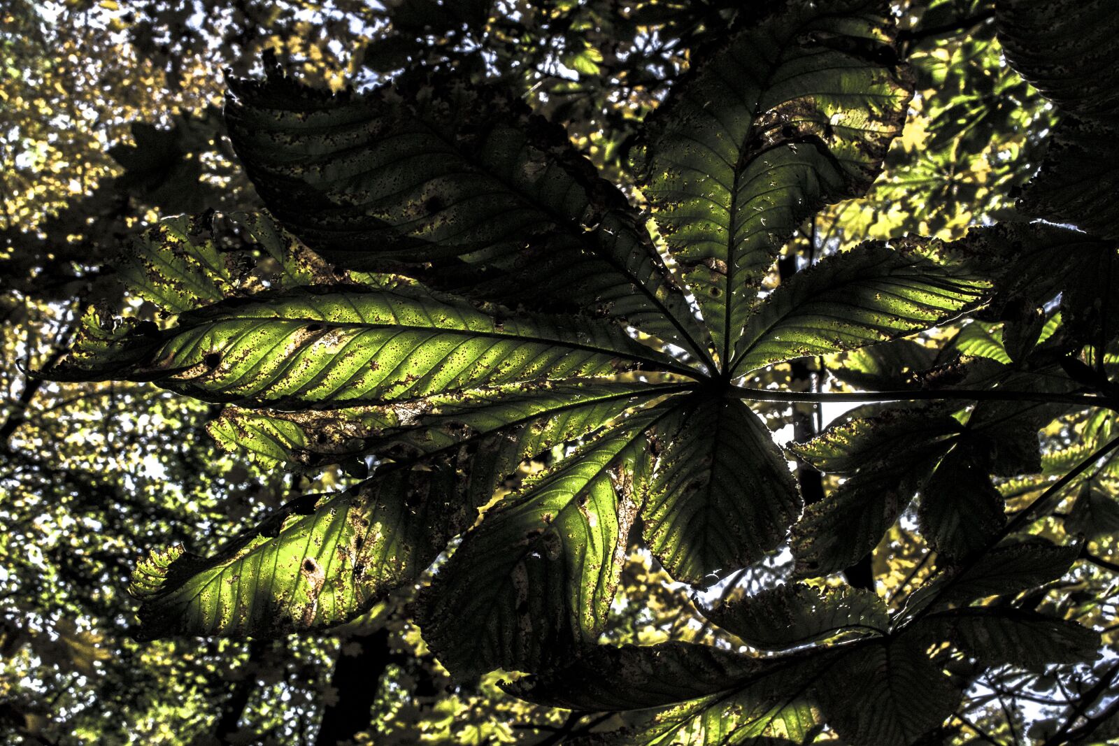 Nikon D3100 sample photo. Sheet, summer, green photography