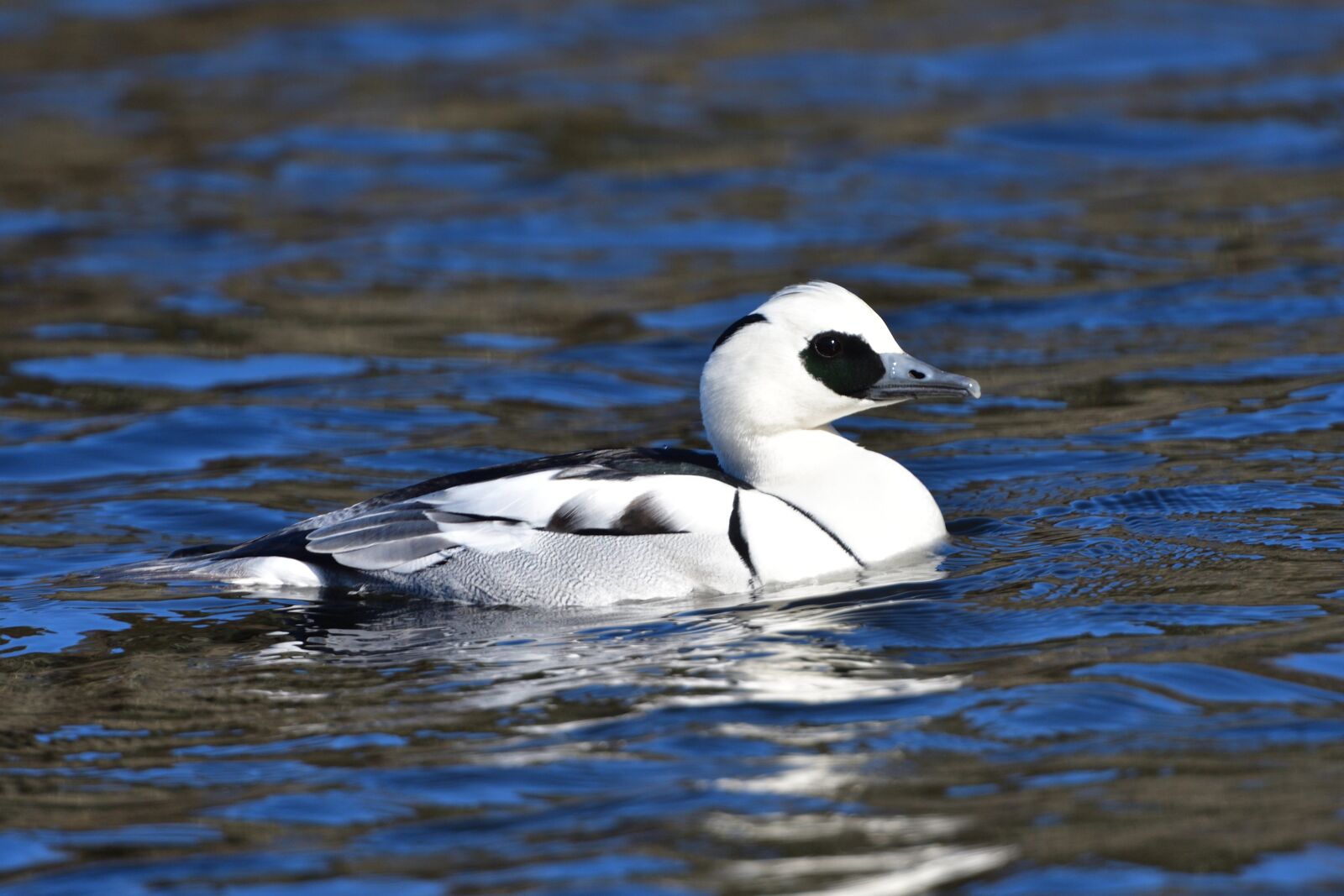 Nikon D500 sample photo. Wild animals, bird, waters photography