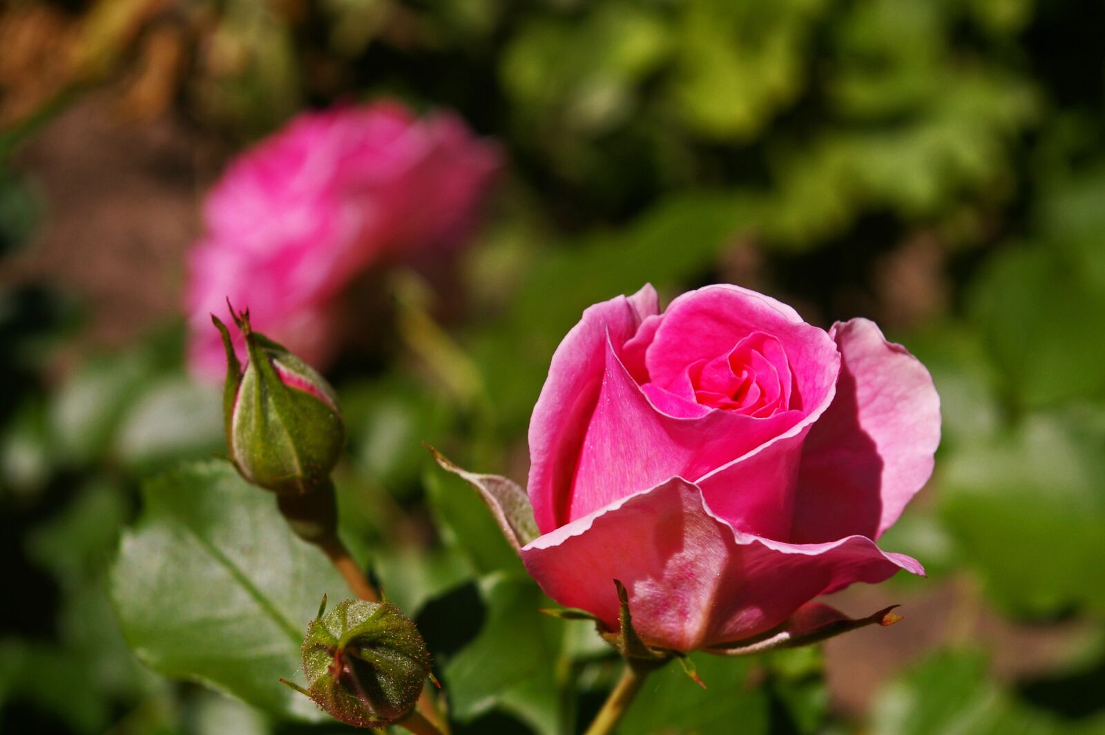 Pentax *ist DL2 sample photo. Rose, pink rose, scented photography