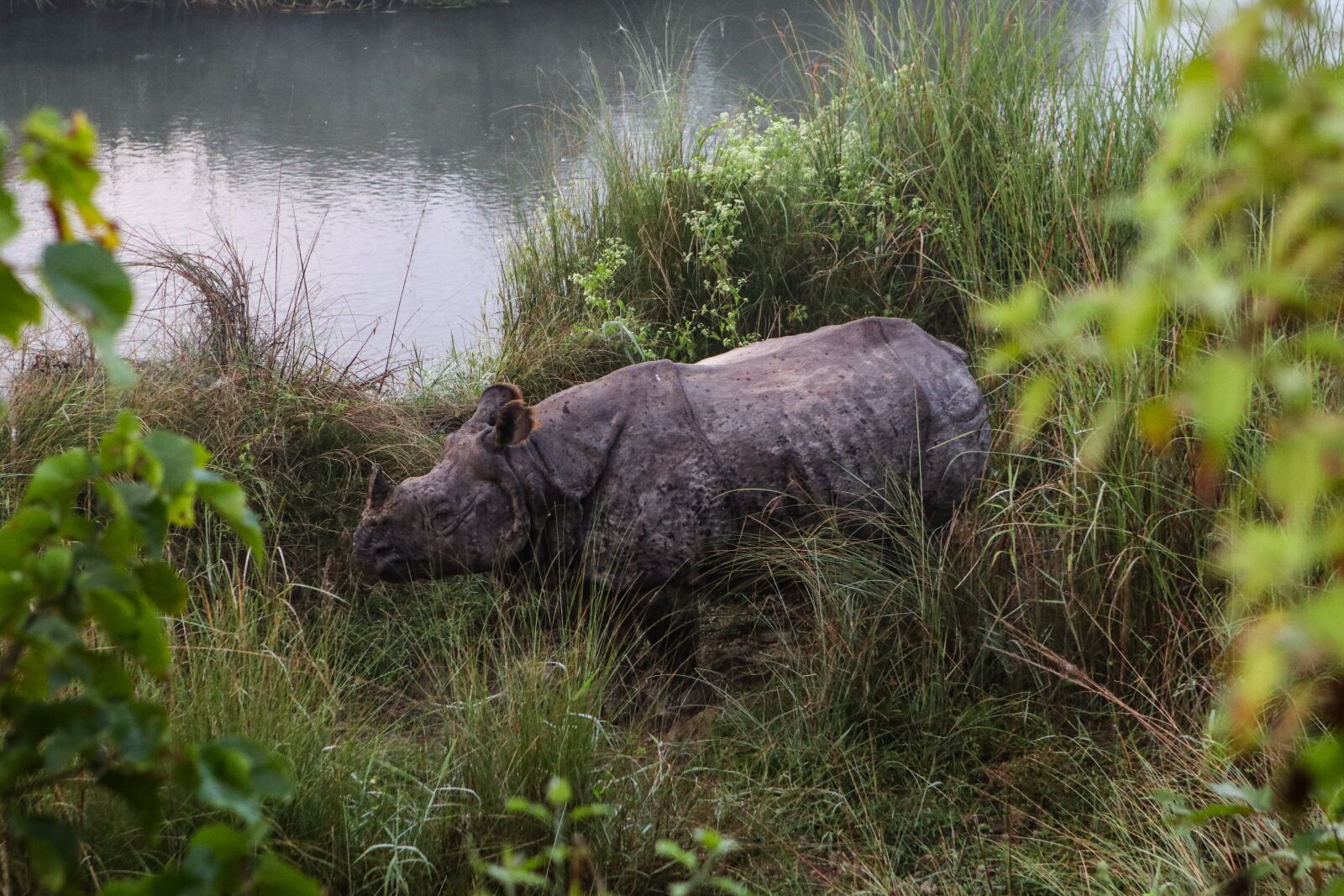 Canon EOS 80D + Canon EF 24-70mm F2.8L USM sample photo. Rhino, chitwan, national park photography