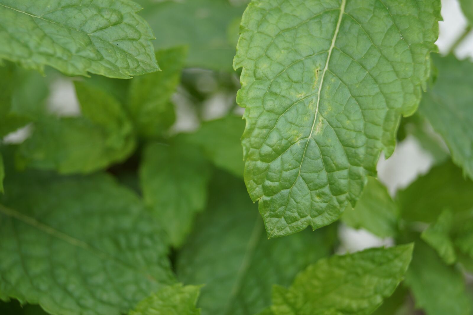 Sony DT 18-55mm F3.5-5.6 SAM II sample photo. Peppermint, green, leaves photography